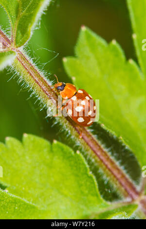 Creme - Spot Ladybird (Calvia 14-Guttata) Hutchinson&#39;s Bank, New Addington, South London, England, UK, Mai Stockfoto