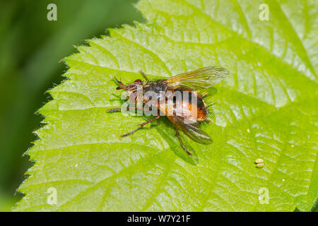 Tachinid fliegen (Tachina fera) Brockley Friedhof, Lewisham, London, England, UK. Mai Stockfoto