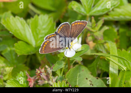 Frau Braun (Plebeius argus Schmetterling agestis) Einziehen auf wilde Erdbeere Hutchinson&#39;s Bank, New Addington, South London, England, UK, Mai Stockfoto