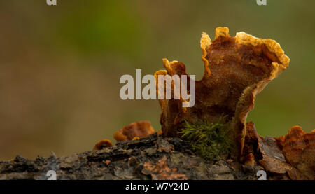 Haarige Vorhang Kruste (Stereum hirsutum) Sheffield, UK. Stockfoto