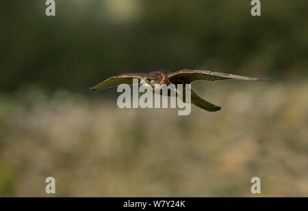 Merlin (Falco columbarius) juvenile Männchen im Flug, Peak District, UK. Stockfoto