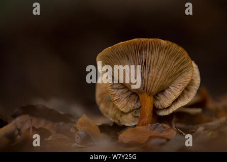 Rotbraun toughshank (Collybia dryophila), Nottinghamshire, UK, November. Stockfoto