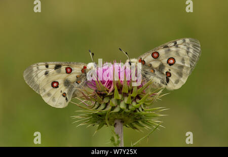 Apollofalter (clossiana Apollo Rhodopensis) Erwachsene auf Thistle Blume, Bulgarien. Stockfoto