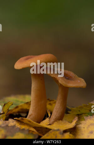 Gemeinsame Trichter (Clitocybe gibba) Nottinghamshire, Großbritannien, Oktober. Stockfoto