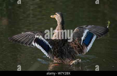 Stockente (Anas platyrhynchos) weibliche Schlagflügel nach dem Baden. Göttingen, Niedersachsen, Deutschland, Juli. Stockfoto