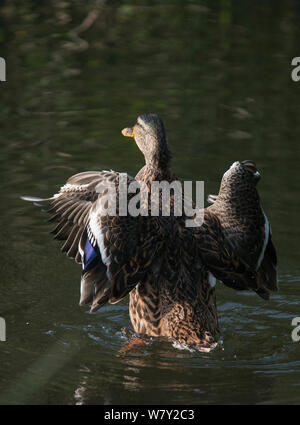 Stockente (Anas platyrhynchos) weibliche Schlagflügel nach dem Baden. Göttingen, Niedersachsen, Deutschland, Juli. Stockfoto