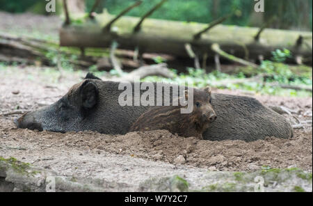 Wildschwein (Sus scrofa) Leistungsbeschreibung in Wälzen mit Ferkel durch ihre Seite. Animal Park, Hann-Munden, Niedersachsen, Deutschland. Gefangen. Stockfoto