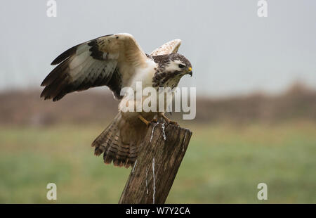 Mäusebussard (Buteo buteo) Licht, morph Landung auf Zaunpfosten. Göttingen, Deutschland, Januar. Stockfoto