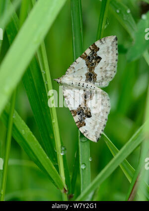 Silber - Boden Teppich Motte (Xanthorhoe montanata) Nationalpark Mercantour, Provence, Frankreich, Juni. Stockfoto