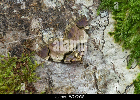 Streamer Motte (Anticlea derivata) Erwachsene im normalen ruhende Haltung, Armaghm Deyycaw, County, Irland, April. Stockfoto