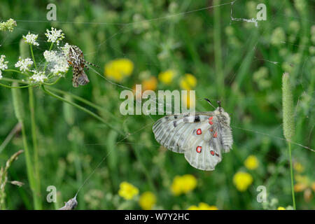 Apollo (clossiana Apollo) in Bahnen von Eiche Spinne (Aculepeira ceropegia), die Fütterung ist auf Biene, Col du Lombardie, Isola Village, Nationalpark Mercantour, Provence, Frankreich, Juli, Juli gefangen. Stockfoto