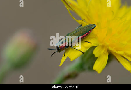 Buprestid Käfer (anthaxia Hungarica hungarica) auf Löwenzahn, südlich von Rimplas, Nationalpark Mercantour, Provence, Frankreich, Juni. Stockfoto