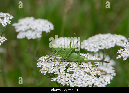 Cricket (Tettigonia cantans) Saint Sauveur Sur-Tinee, Roure, Nationalpark Mercantour, Provence, Frankreich, Juli. Stockfoto