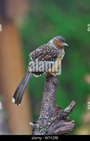 Riesige Lachen Thrush (Garrulax maximus) thront, Jiajinshan Berg, Maerkang County, Provinz Sichuan, China. Stockfoto