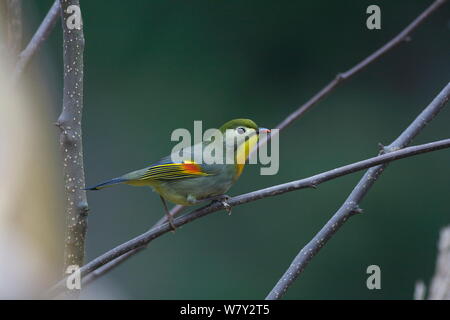 Red-billed Leiothrix (Leiothrix lutea) thront, Gongga Mountain National Nature Reserve, Luding Grafschaft, Provinz Sichuan, China. Stockfoto