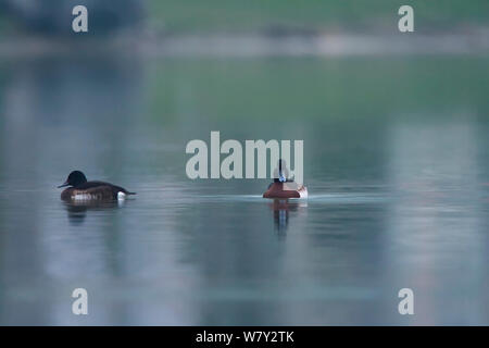 Bär &#39;s (pochard Aythya baeri) mit Weiß-eyed pochard (Aythya nyroca) Stadt Chengdu, Provinz Sichuan, China. Stockfoto