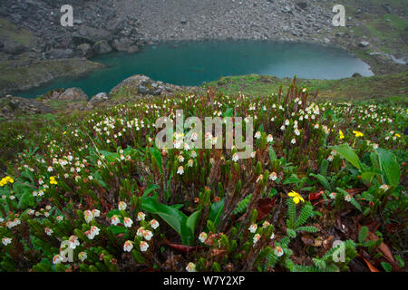 Heather (Cassiope selaginoides) in Blume mit See, Berg Kawakarpo, Meri Snow Mountain National Park, Provinz Yunnan, China. Stockfoto