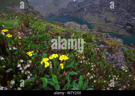 Heather in Blüte (Cassiope selaginoides) mit See, Berg Kawakarpo, Meri Snow Mountain National Park, Provinz Yunnan, China. Stockfoto