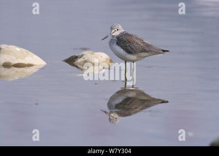 Gemeinsame greenshank (Tringa nebularia) stehen im Wasser, in der Stadt Mianyang, Provinz Sichuan, China. Stockfoto