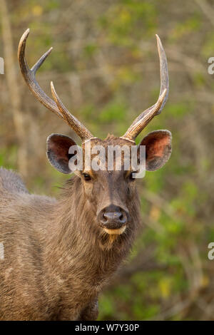 Sambar Hirsch (Rusa unicolor) erwachsenen männlichen blicken. Bandipur National Park in Indien. Stockfoto