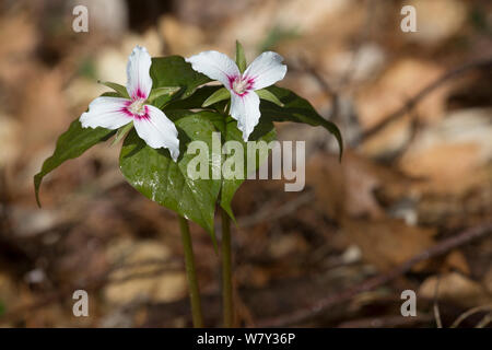 Malte Trillium (Trillium undulatum) Blüte, Pleasant Valley, Connecticut, USA Stockfoto