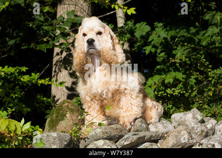 American Cocker Spaniel sitzend in Felsen, Canterbury, Connecticut, USA Stockfoto