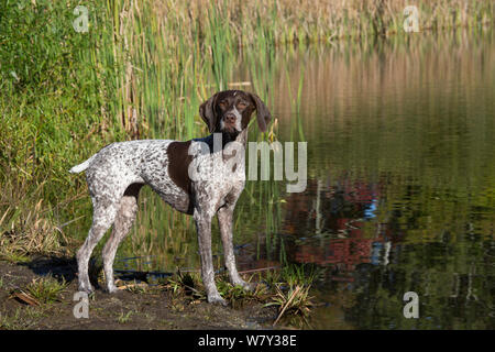 Weiblich Deutsch Kurzhaar Pointer in Salt Marsh, Canterbury, Connecticut, USA Stockfoto