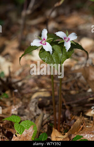 Malte Trillium (Trillium undulatum) in gemischt-Wald, Pleasant Valley, Connecticut, USA, Mai. Stockfoto