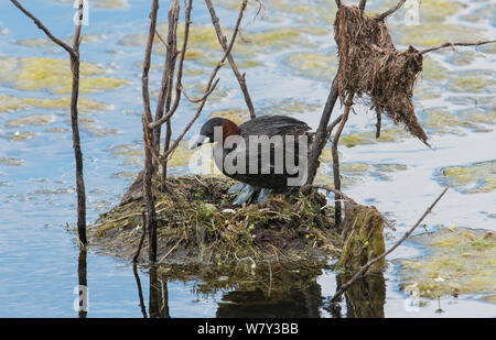 Zwergtaucher (Tachybaptus ruficollis) stehen über die Eier in seinem Nest. Guerreiro, Castro Verde, Alentejo, Portugal, Mai. Stockfoto