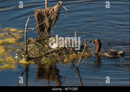 Zwergtaucher (Tachybaptus ruficollis) Anfahren der Eier in seinem Nest. Guerreiro, Castro Verde, Alentejo, Portugal, Mai. Stockfoto