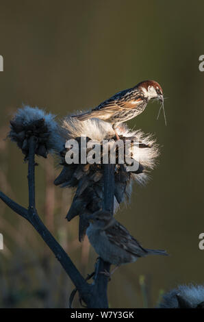 Spanische Männer sparrow (Passer hispaniolensis) sammeln für Nesting Material nach unten Thistle. Guerreiro, Castro Verde, Alentejo, Portugal, Mai. Stockfoto