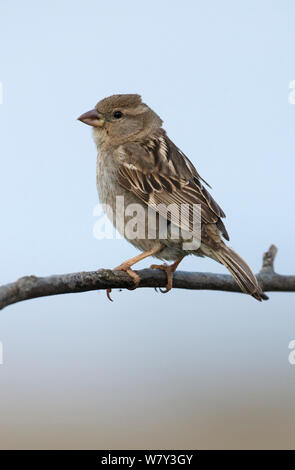 Weiblich Spanisch sparrow (Passer hispaniolensis) auf einem Ast sitzend. Guerreiro, Castro Verde, Alentejo, Portugal, Mai. Stockfoto