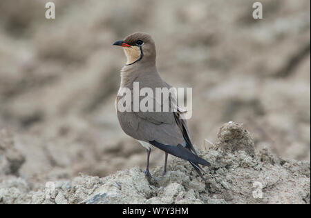 (Glareola pratincola Collared Pratincole) männlich, Tacoes, Guerreiro, Castro Verde, Alentejo, Portugal, Mai. Stockfoto