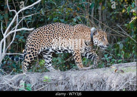 Männliche Jaguar (Panthera onca palustris), im Alter von 13 Jahren Schlagwörter, Wandern entlang der Ufer der Cuiaba Fluss, in der Nähe der Porto Jofre, nördlichen Pantanal, Mato Grosso, Brasilien, Südamerika. Stockfoto