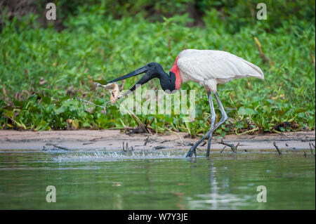 Jabiru-storches (Jabiru mycteria) fängt einen Fisch (Aufwachraum) am Rande des Paraguay Fluss, taiama Ecological Reserve, Pantanal, Brasilien, Südamerika. Stockfoto