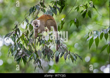 Gemeinsame Totenkopfäffchen (Saimiri sciureus olivaceous) Ernährung im Regenwald conopy. Bayern Private Reserve in der Nähe von Villavicencio, unteren östlichen Abhang der Anden, Kolumbien, Südamerika. Stockfoto