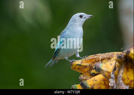 Blau-grau Tanager (Thraupis episcopus), Hato La Aurora finden, Los Llanos, Kolumbien, Südamerika. Stockfoto