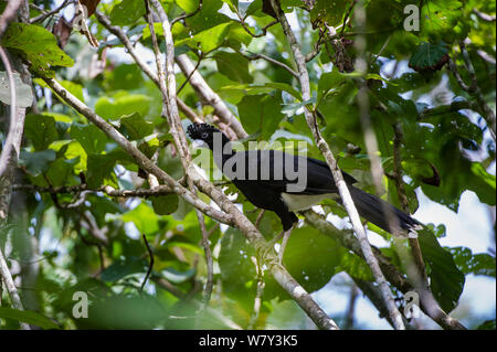 Stecker, blau-billed Curassow (Crax alberti) in Baumkronen. Paujil Naturschutzgebiet, Magdalena Tal, Kolumbien, Südamerika. Kolumbien endemisch. Kritisch Engangered. Stockfoto