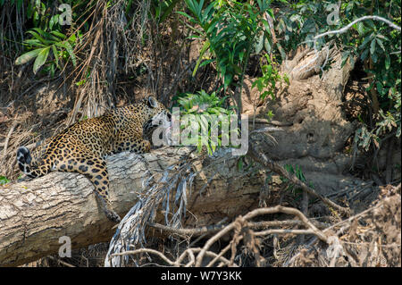 Weibliche Jaguar (Panthera onca palustris) mit Cub (geschätztes Alter 5 Monate), die sich auf einen umgestürzten Baum über die cuiaba River. Porto Jofre, nördlichen Pantanal, Mato Grosso, Brasilien, Südamerika. Stockfoto