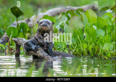 Riesenotter (Pteronura brasiliensis) auf eine Zweigstelle in einer Lagune an der Paraguay Fluss, taiama Reserve, Western Pantanal, Brasilien, Südamerika. Stockfoto