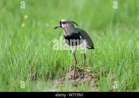 Männliche südlichen Kiebitz (Vanellus sp.) Anzeige in der Nähe von seinem Nest, Hato La Aurora finden, Los Llanos, Kolumbien, Südamerika. Stockfoto