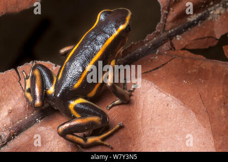 Gelb-gestreiften Poison Dart Frog (Dendrobates Truncatus) in Laubstreu auf Wald Boden, Paujil Nature Reserve, Magdalena-Tal, Kolumbien, Südamerika. Stockfoto