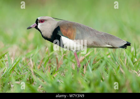 Männliche südlichen Kiebitz (Vanellus sp.) Anzeige im Grasland. Chapada dos Guimarães, Brasilien, Südamerika. Stockfoto