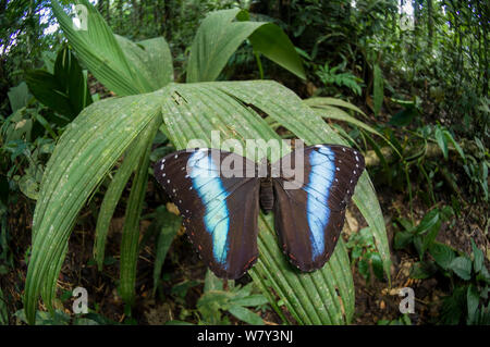 Blaue Morpho Schmetterling (Morpho sp) auf Blatt, Amazonien, Ecuador, Südamerika. Stockfoto