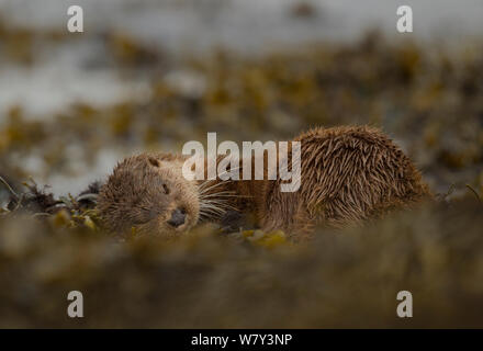 Fischotter (Lutra lutra) weibliche Rollen um in Seetang, Mull, Schottland, England, UK, September. Stockfoto