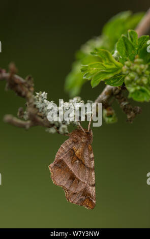 Frühe thorn Motte (Selenia Dentaria) in Ruhe auf Weißdorn, Sheffield, England, UK, April. Stockfoto