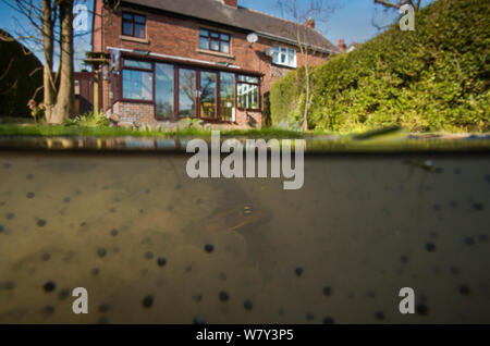Frosch (Rana temporaria) von frogspawn in Garten Teich umgeben, auf 2 Ebenen mit Weitwinkelobjektiv, Yorkshire, England, UK, März berücksichtigt. Stockfoto