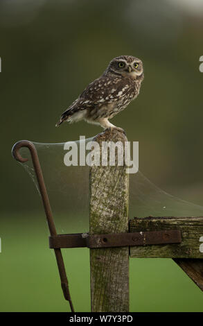 Steinkauz (Athene noctua) auf Tor Post mit cob Web-sites, Worcestershire, England, Großbritannien, Oktober. Stockfoto