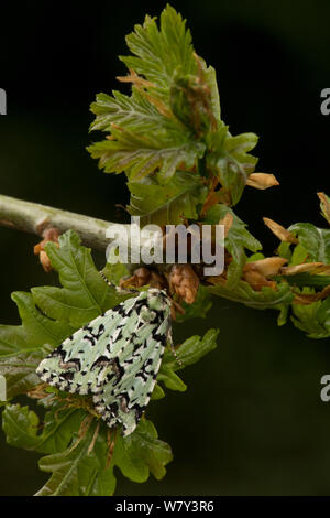 Knappe merveille du jour Motte (Moma alpium) Erwachsenen auf dem hawthorn Zweig, England, UK, Mai. Stockfoto