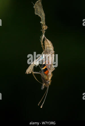 Kleine tortoishell Schmetterling (Nymphalis urticae) Erwachsenen aus chrysalis, Sheffield, England, UK, August. Sequenz 10 der 22. Stockfoto